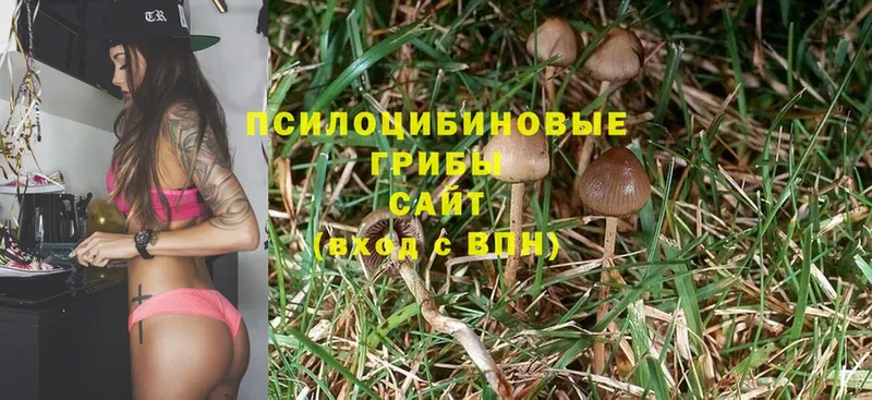 даркнет сайт  Гурьевск  Галлюциногенные грибы Psilocybe 